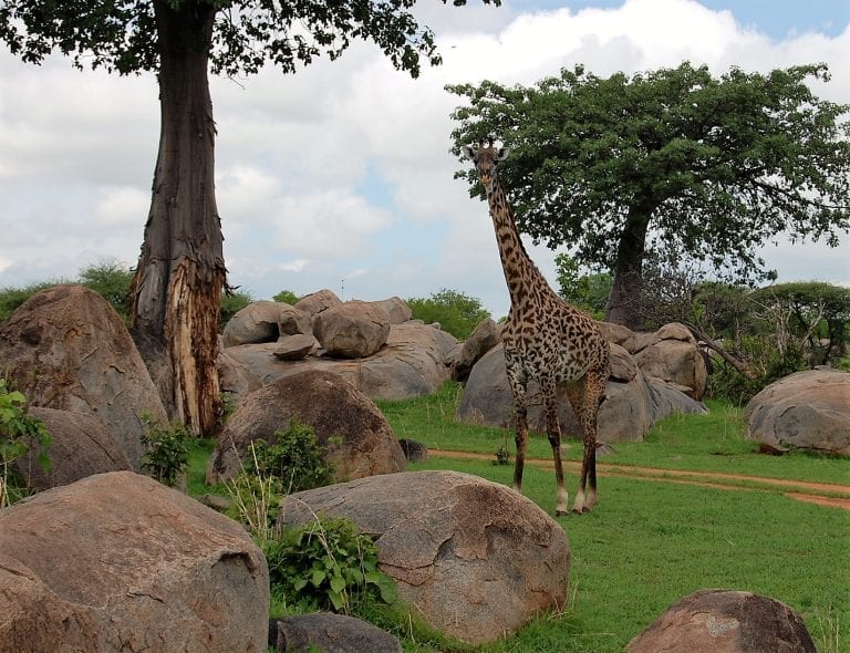 Ruahan paratiisimainen kansallispuisto Tansaniassa