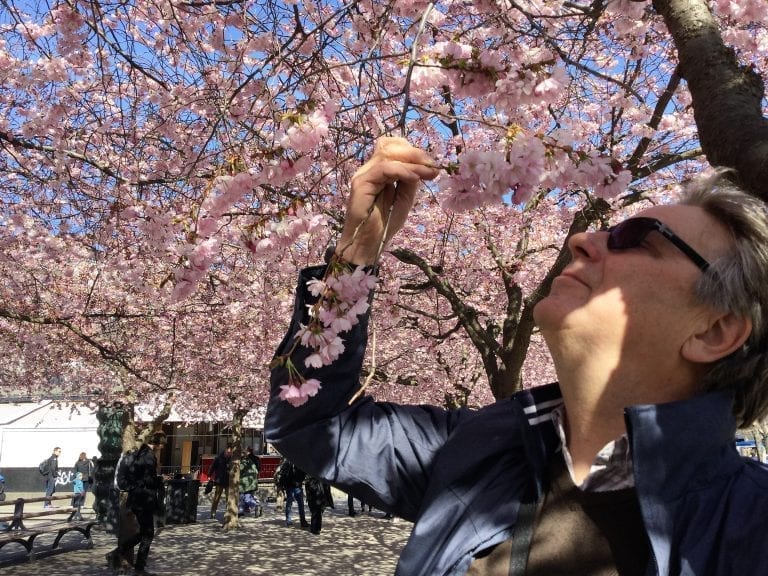 Tukholman kirsikkapuisto on osa jokakeväistä #eläkeläiselämää