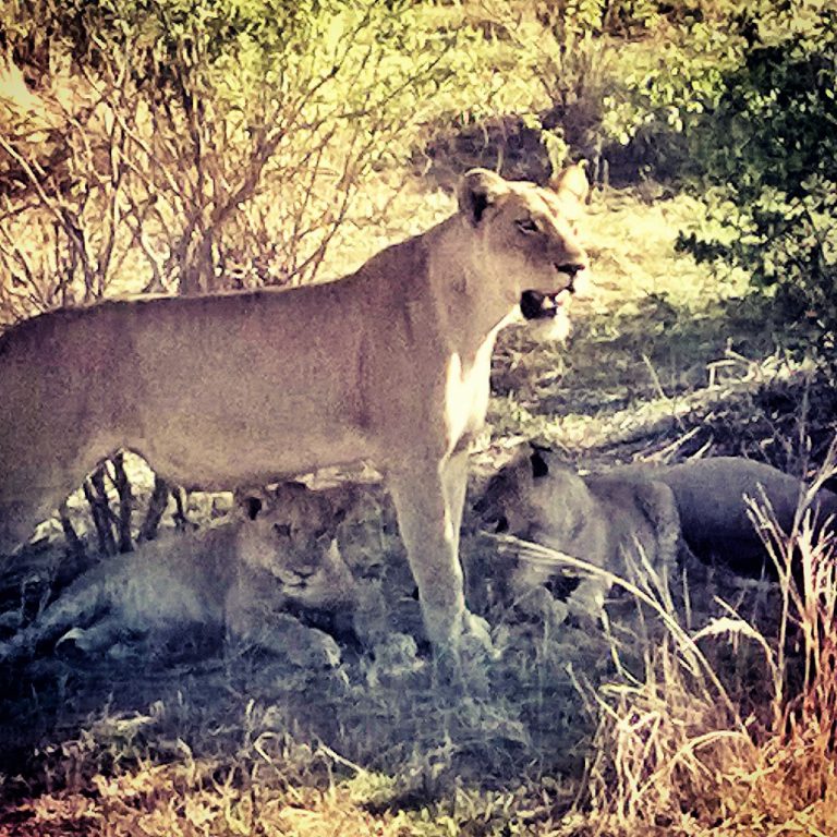 Millaista on eläinten valtakunnassa? – Ruaha, Tansania (vuosi 2015)