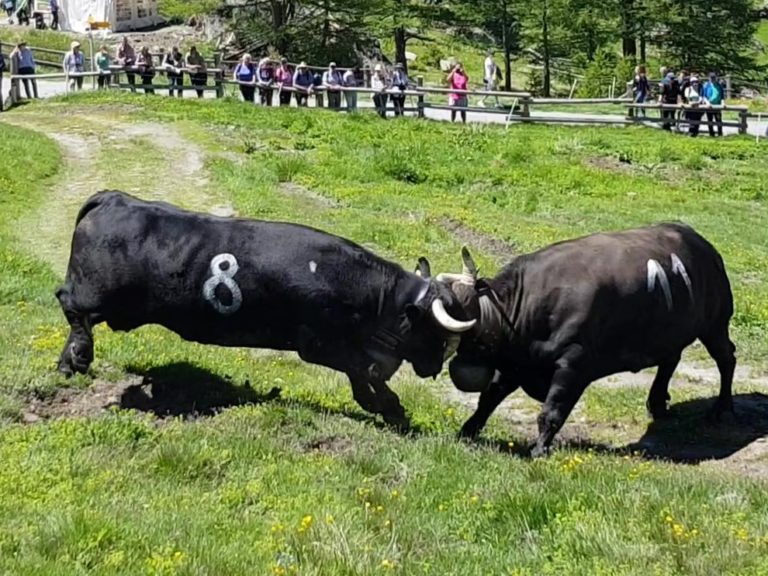 Lehmien taistelu Triftalpin pikkukylässä (Saas-Fee, Sveitsi osa 1/X)
